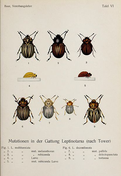 File:Einführung in die experimentelle Vererbungslehre (17939656121).jpg