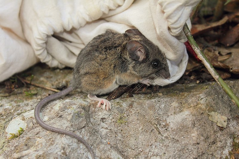 File:El Carrizo Deer Mouse Peromyscus ochraventer.jpg