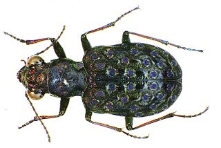 <i>Elaphrus cupreus</i> Species of beetle