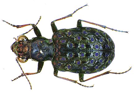 Elaphrus cupreus