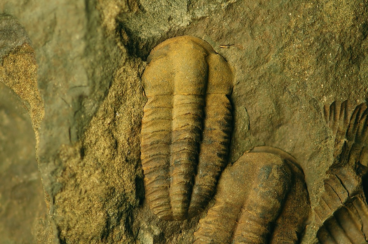 File:Ellipsocephalus hoffii fossil trilobites (Jince Formation, Middle Camb...