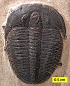 Fossil of the Cambrian trilobite Elrathia ElrathiakingiUtahWheelerCambrian.jpg