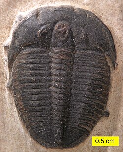 Fossile de trilobite.