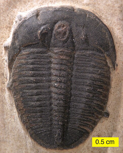 Elrathia kingii, famed trilobite of the Wheeler Shale.