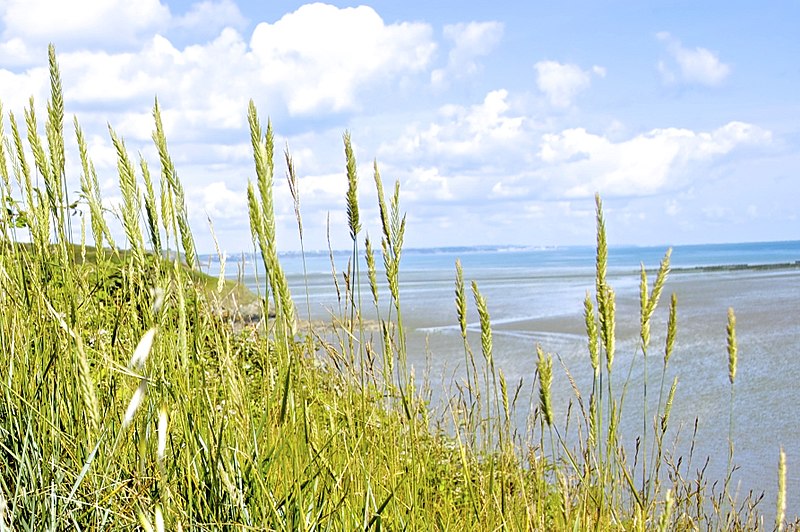 File:Elymus arenarius-4334.jpg