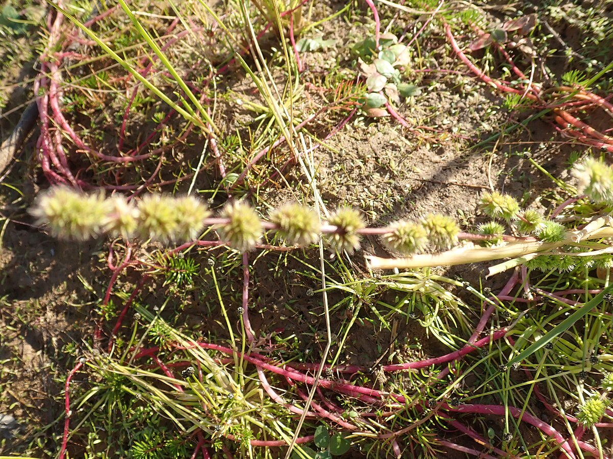 Fusanus spicatus