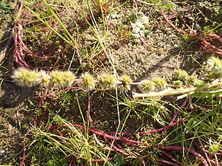 <i>Elytrophorus spicatus</i> Species of plant