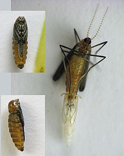 <i>Rhopalomyia</i> Genus of flies