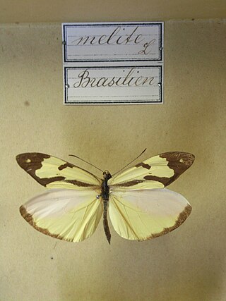 <i>Enantia melite</i> Species of butterfly