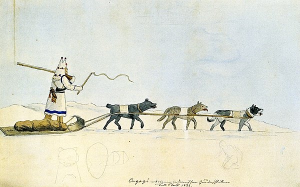 Sled dog types, sketched in 1833