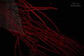 Epifluorescence microscopy of Elodea canadensis.jpg