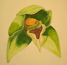 Epipactis savelliana DIS01.jpg