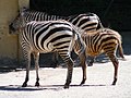 * Nomination Böhmzebra (Equus quagga boehmi) (Jungtier 86 Tage alt) im Zoo Wuppertal --Atamari 17:47, 20 July 2015 (UTC) * Decline  Oppose Strong chromatic aberrations and not sharp enough --A.Savin 18:21, 20 July 2015 (UTC)