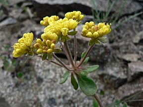 Eriogonum umbellatum