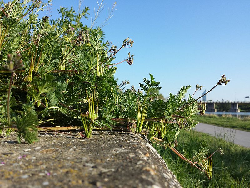 File:Erodium cicutarium s. str. sl5.jpg