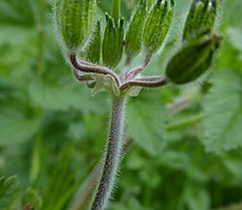 An umbel of musk stork's-bill, showing the peduncle, pedicels and papery bracts Erodium moschatum umbel.jpg