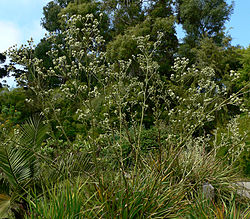 Eryngium paniculatum 1. jpg