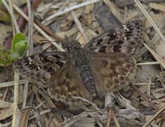 Description de l'image Erynnis martialis 292753599.jpg.