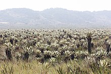 Espeletia in Parque nacional natural Puracé 01.jpg