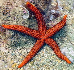 File:Estrella roja del Mediterráneo (Echinaster sepositus), Parque natural de la Arrábida, Portugal, 2021-09-10, DD 51.jpg (Category:Echinaster sepositus)