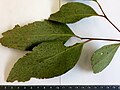 Eucalyptus moluccana - leaves.jpg