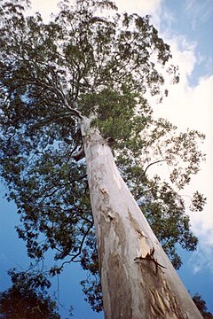 Description de l'image Eucalyptusdeanei-Blue Mountains National Park.jpg.