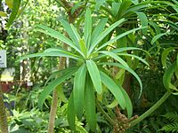 Euphorbia lambii im Botanischen Garten Erlangen.JPG