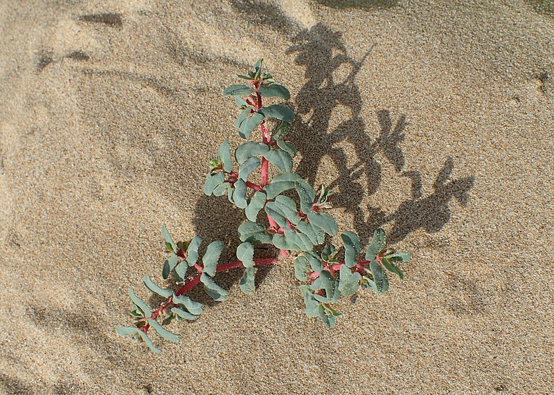 File:Euphorbia peplis kz01.jpg