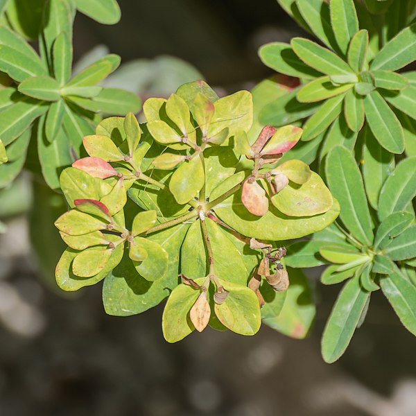 File:Euphorbia polychroma in Jardin des 5 sens (3).jpg