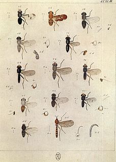 <i>Euryomma peregrinum</i> Species of fly