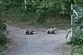 European Badgers (Meles meles) - Bærum, Norway 2021-06-13.jpg