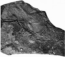 Eurypterids of the Devonian Holland Quarry Shale of Ohio figure 53.jpg