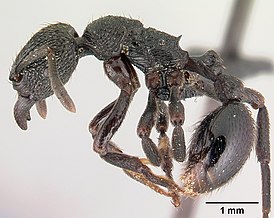 Eutetramorium