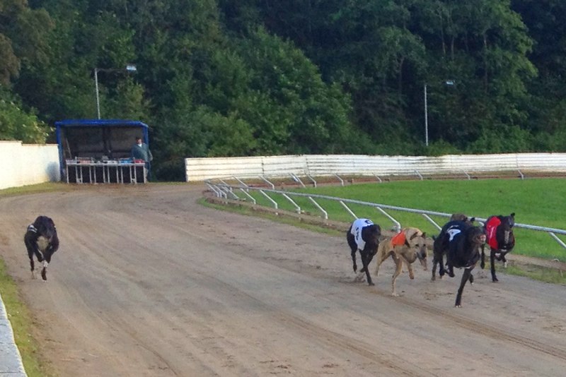 File:Evening racing at the Valley Greyhound Stadium 03.jpg
