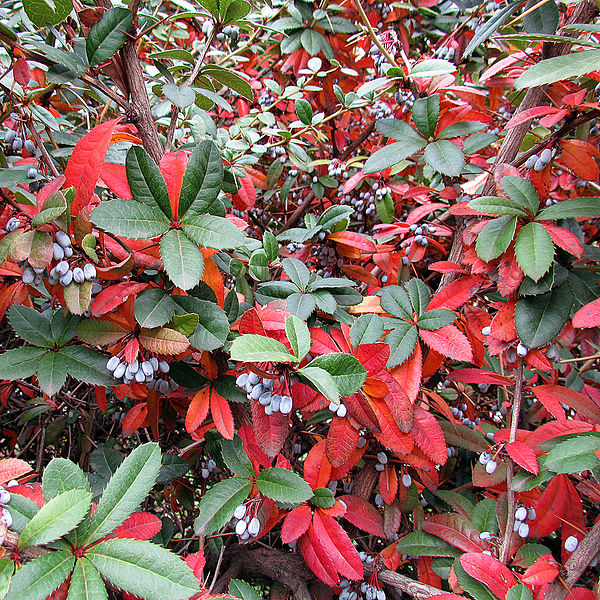 File:Fall leaf colour of Berberis julianae.jpg