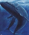 Faroe stamp 402 blue whale (Balaenoptera musculus) crop.jpg