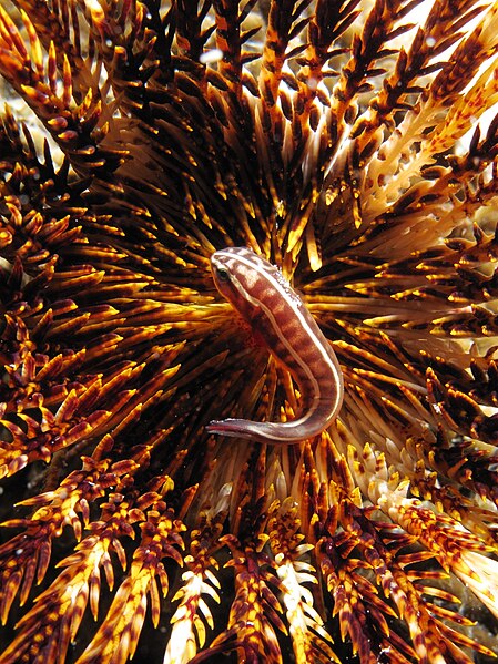 File:Feather star clingfish on the host.JPG