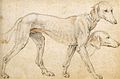 Federico Zuccaro - Studies of a Greyhound - WGA26026.jpg
