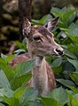 Image 943Female fallow dear (Dama dama), Reserva Florestal de Pinhal da Paz, São Miguel Island, Azores, Portugal