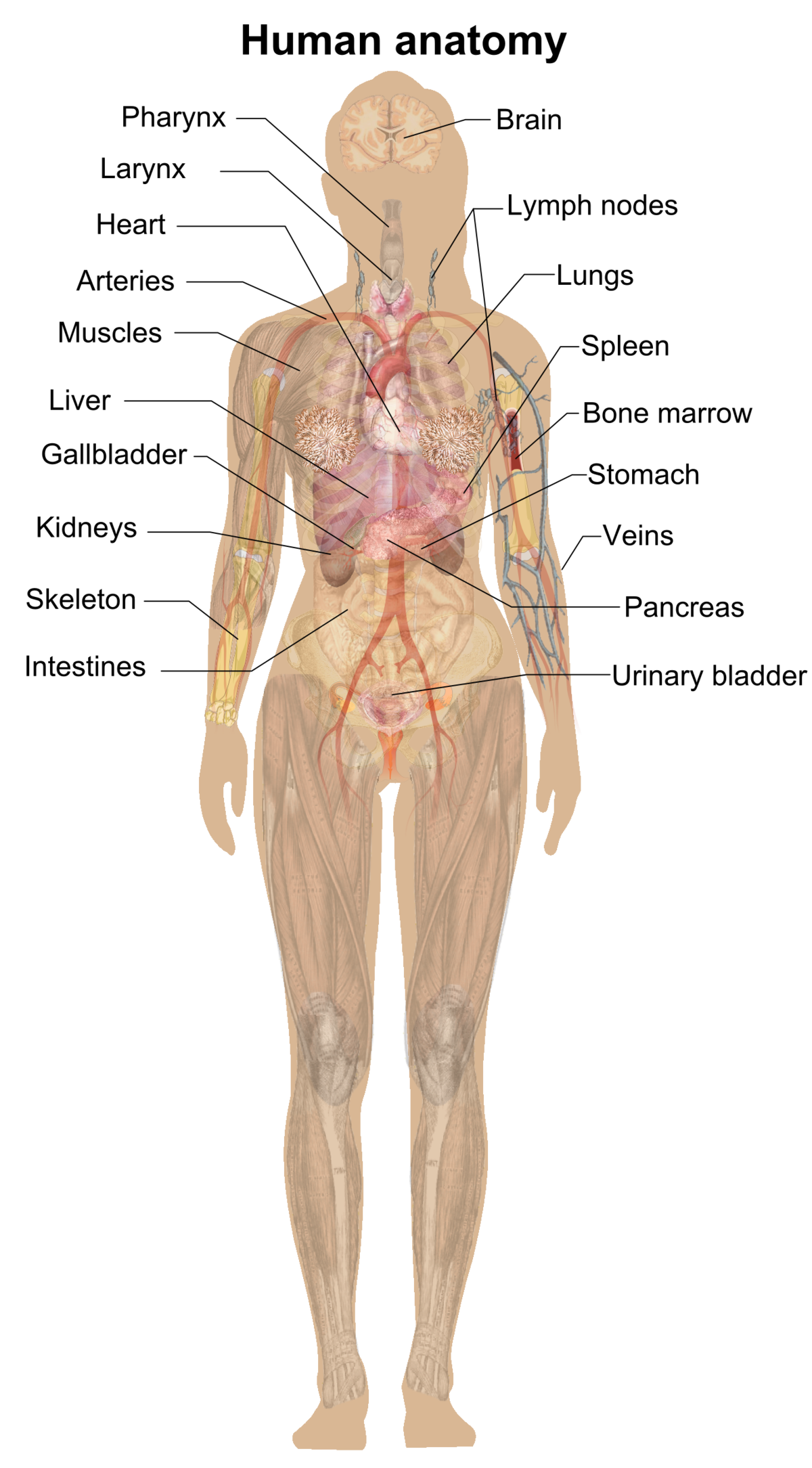 female human anatomy diagram organs