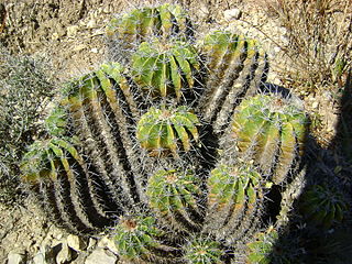 <i>Ferocactus flavovirens</i> Species of cactus