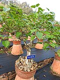 Thumbnail for Ficus laurifolia