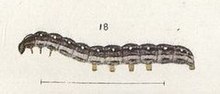 Illustration of the larva of P. homoscia by George Hudson. Fig 18 Plate I The butterflies & moths of NZ (cropped).jpg