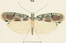 Fig 20 MA I437899 TePapa Plate-XXXVIII-The-butterflies full (cropped).jpg