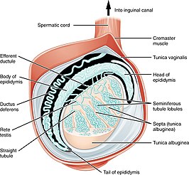 Teelbal: Ontwikkeling, Indalen, Anatomie