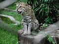 Fishing cat 1.jpg