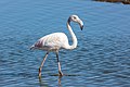 * Nomination Greater flamingo (Phoenicopterus roseus), Walvis Bay, Namibia --Poco a poco 15:49, 18 February 2019 (UTC) * Promotion Good quality. --Paris Orlando 16:25, 18 February 2019 (UTC)