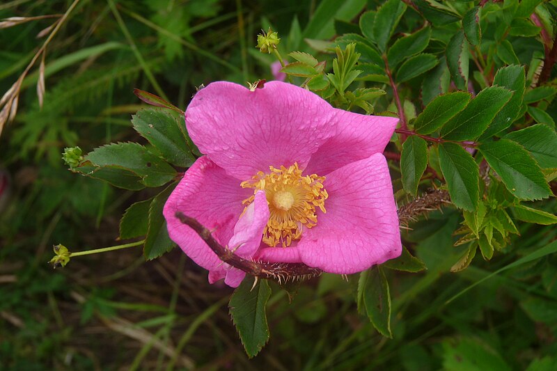 File:Fleur sur l.ile Brion.JPG