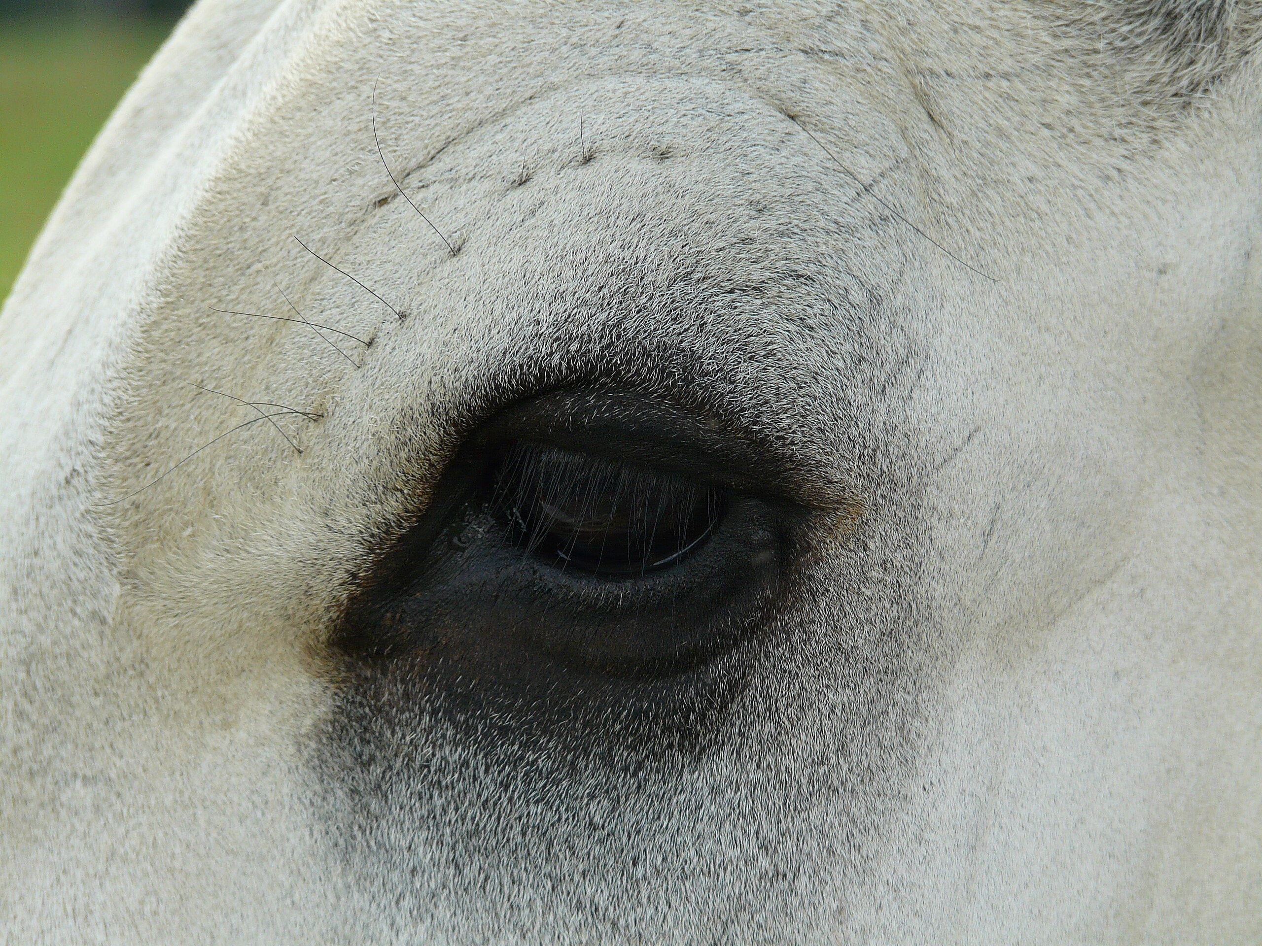 File:O Mata Cavalo.webm - Wikimedia Commons