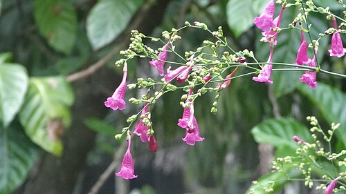 Flower in perathanai garden (5).JPG